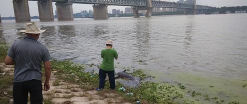 武汉天兴洲水域现死亡江豚：年内已有20多头死亡