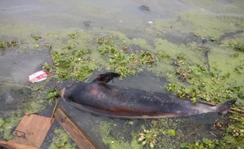 武汉天兴洲水域现死亡江豚：年内已有20多头死亡