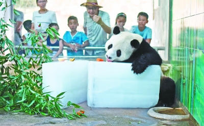 昨天，在武漢動(dòng)物園，大熊貓“偉偉”趴在冰塊上舒爽進(jìn)食，萌態(tài)十足的樣子，引得許多游客圍觀拍照。    記者金思柳 通訊員付漢明 攝