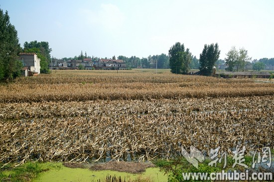 2016年7月27日，天門市黃潭鎮(zhèn)水府廟村，玉米淹水后干枯。（記者  張先國  陳勇  趙融 攝）DSC01594_tn.jpg