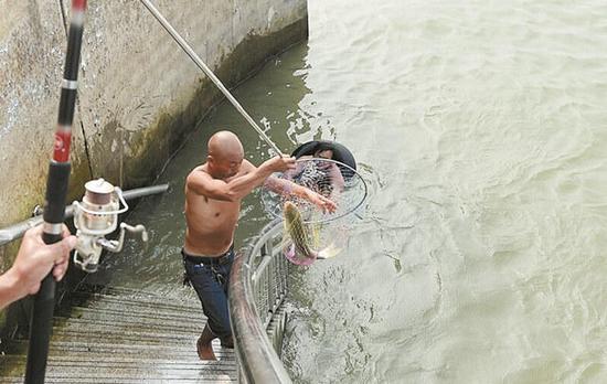 武漢一親水平臺驚現(xiàn)“魚潮” 有人1天可釣上百斤魚