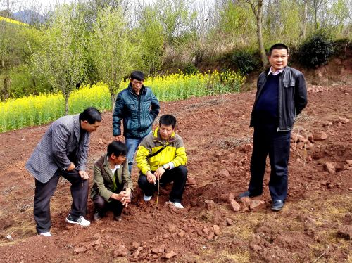 指導村民栽種甜柿