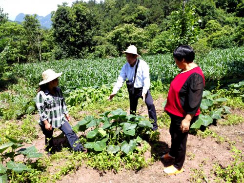 指導(dǎo)村民南瓜種植