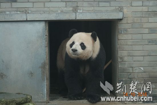 2016年10月24日，神农架首   迎两只国宝大熊猫，大熊猫公众教育与科学研究迈出关键性一步。图为大熊猫奥运在中国大熊猫保护研究中心都江堰基地.JPG