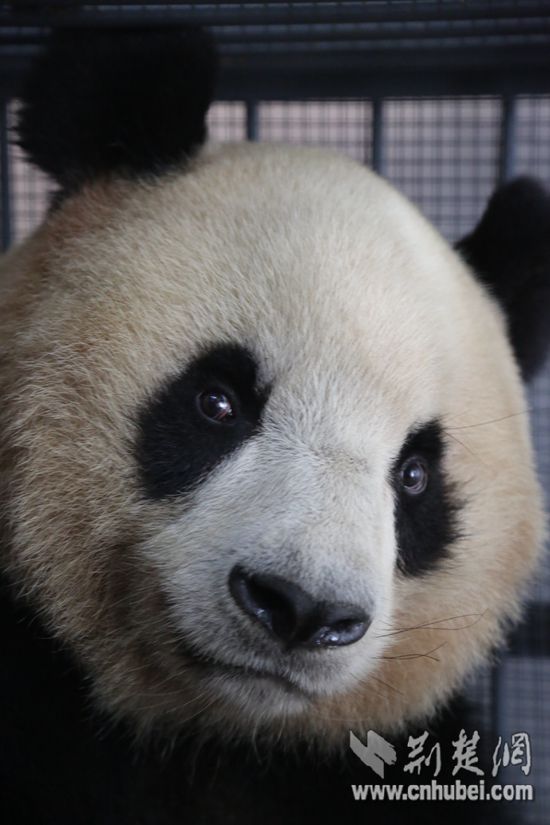 2016年10月24日，神农架迎来两只国宝大熊猫，大熊猫公众教育与科学研究迈出关键性一步。从中国大熊猫保护研究中心出发的两只大熊猫情绪稳定，状态较好。.jpg