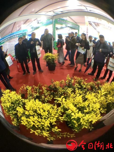 武汉3年后建成世界第三大花国2.jpg