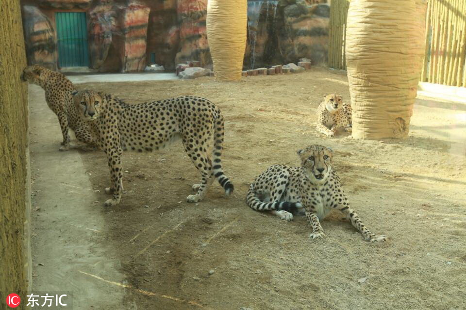 河南首次引进10只南非猎豹！在郑州市动物园“安家”2.jpg