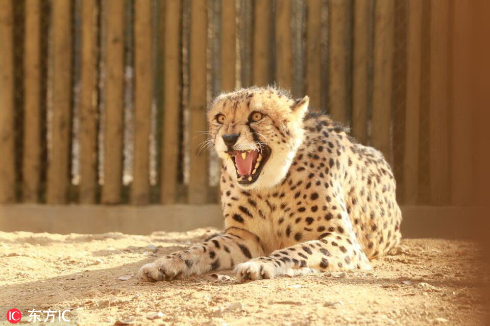 河南首次引进10只南非猎豹！在郑州市动物园“安家”3.jpg