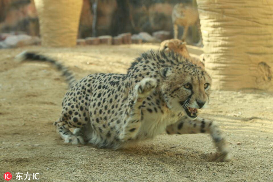 河南首次引进10只南非猎豹！在郑州市动物园“安家”4.jpg