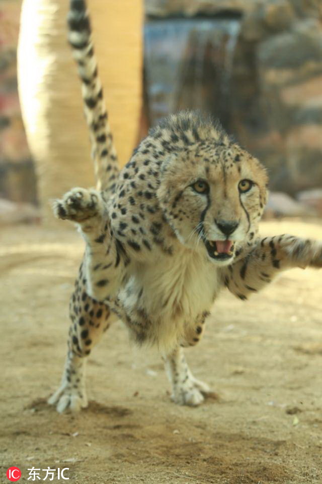 河南首次引进10只南非猎豹！在郑州市动物园“安家”5.jpg