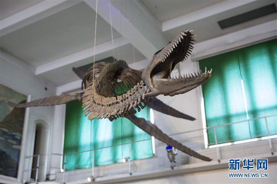 组图：阿根廷修复罕见的蛇颈龙骨架化石2.jpg