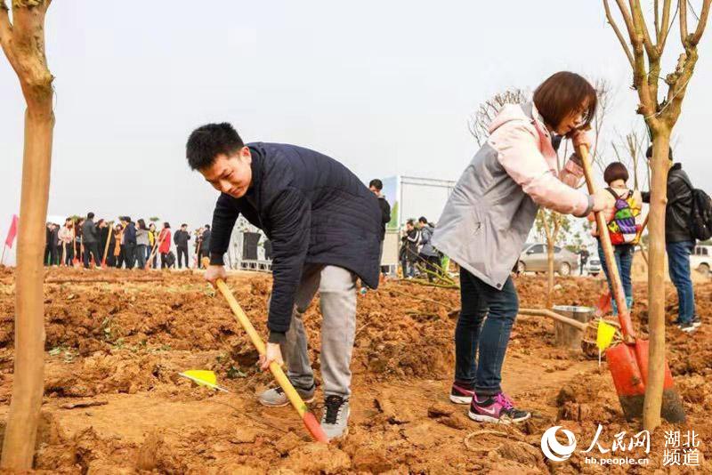 武漢義務(wù)植樹迎高峰 6000余人植樹過萬株2.jpg