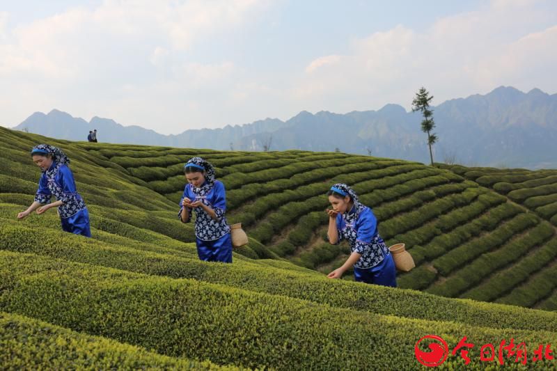 鹤峰鑫农茶业有限公司 打造茶主题生态休闲旅游文化区2.JPG