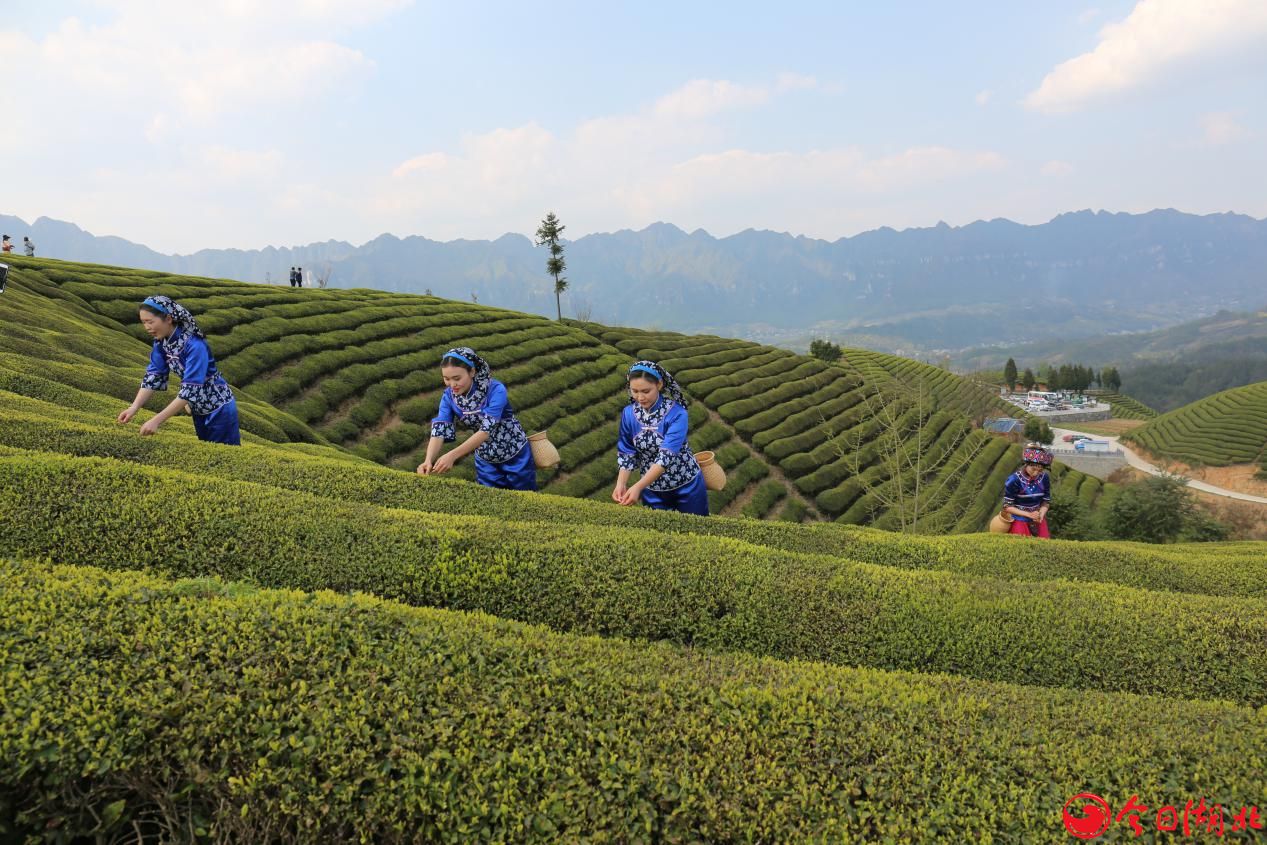 四道茶--一种传承了千年的文化与精神.jpg