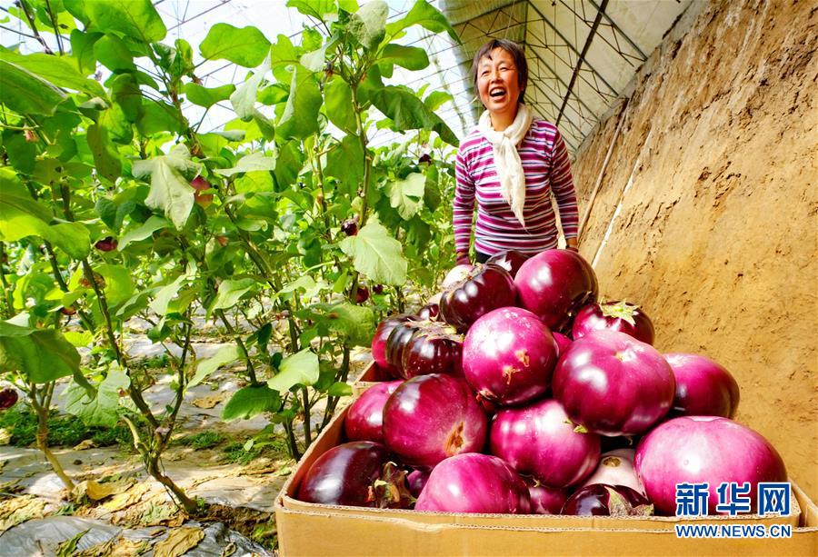 果蔬种植助增收4.jpg