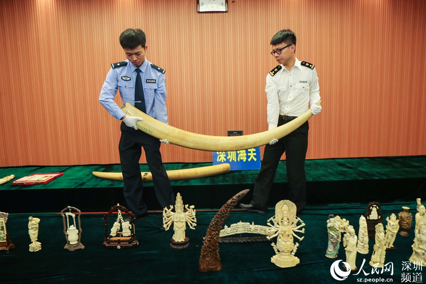 深圳海关查获走私濒危物种及制品逾千件.jpg