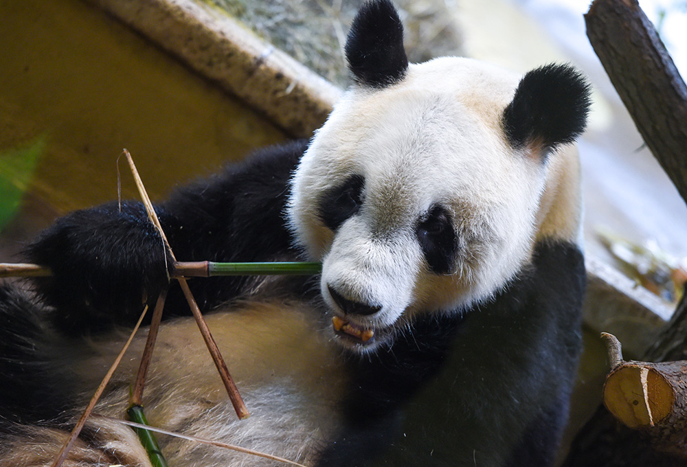 熊猫“园园”正式亮相维也纳2.JPG