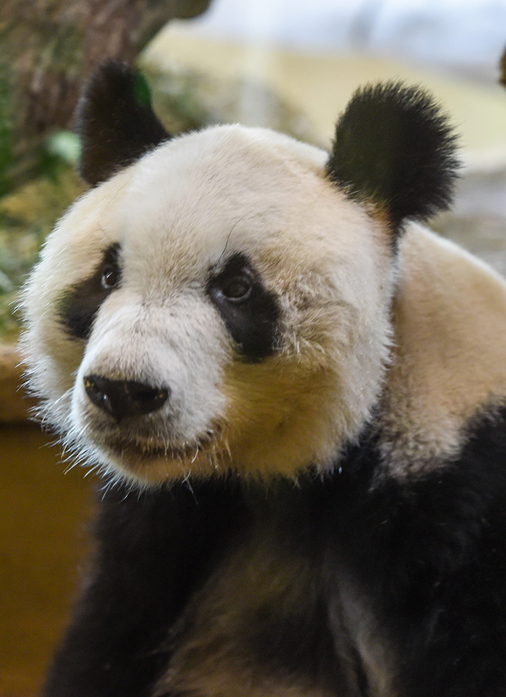 熊猫“园园”正式亮相维也纳3.JPG