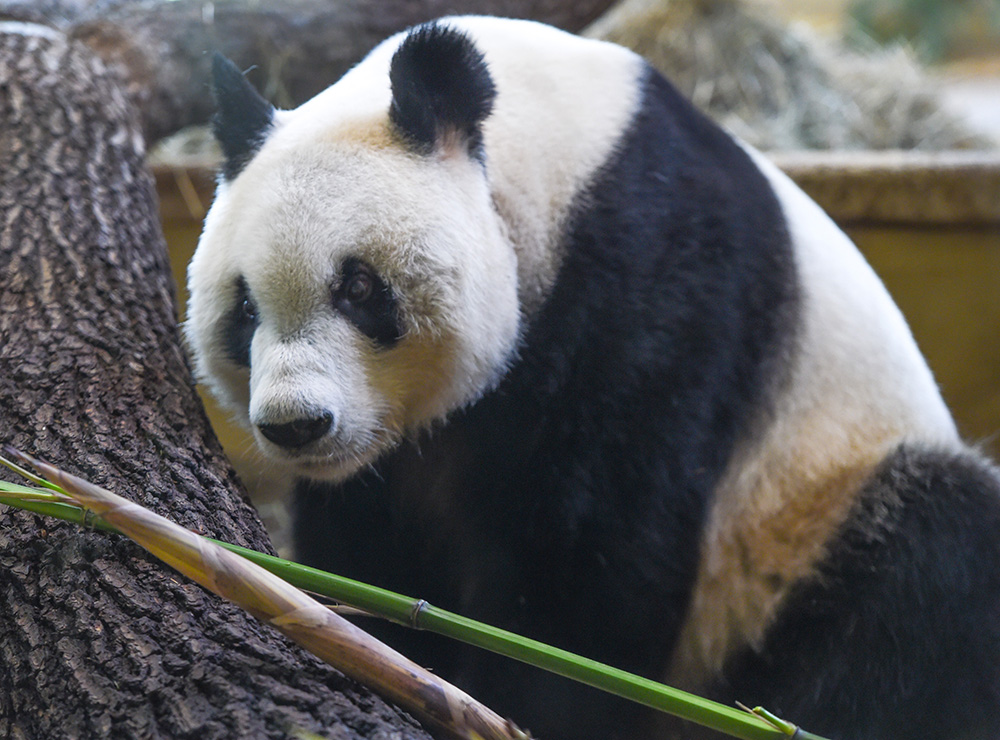 熊猫“园园”正式亮相维也纳4.JPG