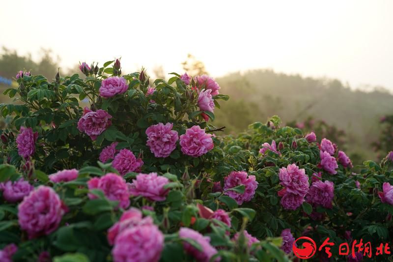 五月的玫瑰花海，梦幻般的迤逦开.jpg