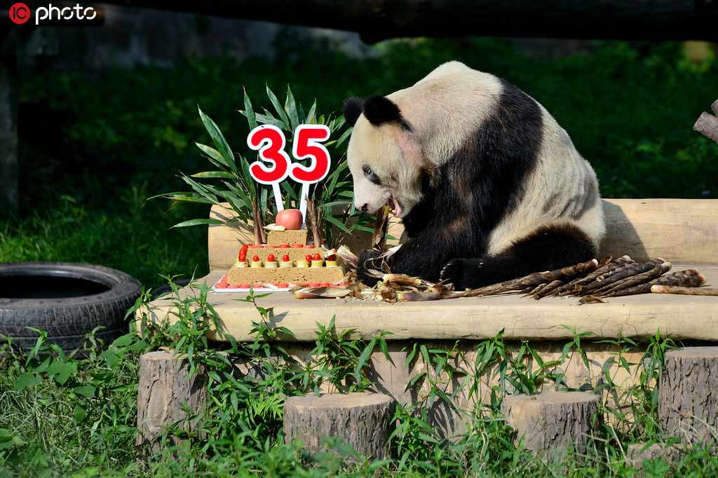 熊猫界的“百岁老人” 后代137只已是“五世同堂”4.jpg