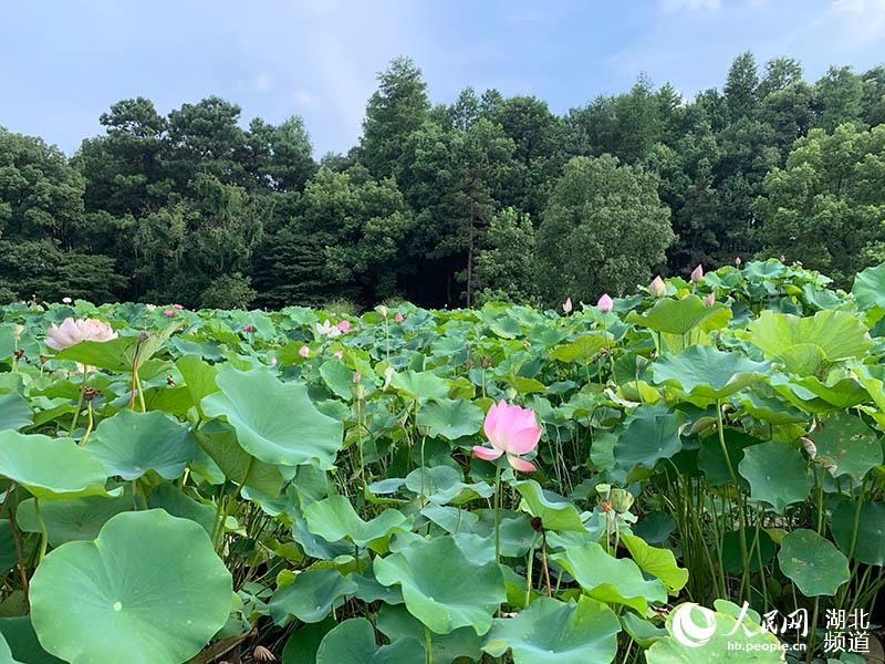 武汉东湖实现美丽蝶变 水质40年来最好.jpg