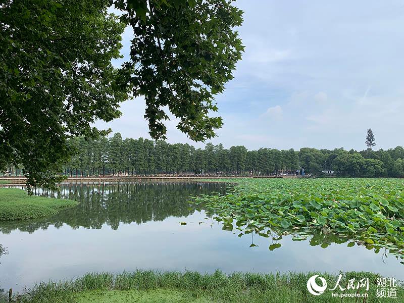 武汉东湖实现美丽蝶变 水质40年来最好2.jpg