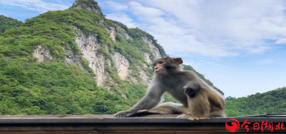 卓爾不凡入神農(nóng)·金猴獻瑞開門紅——卓爾文旅神農(nóng)架太和山獼猴樂園震撼開幕7.jpg