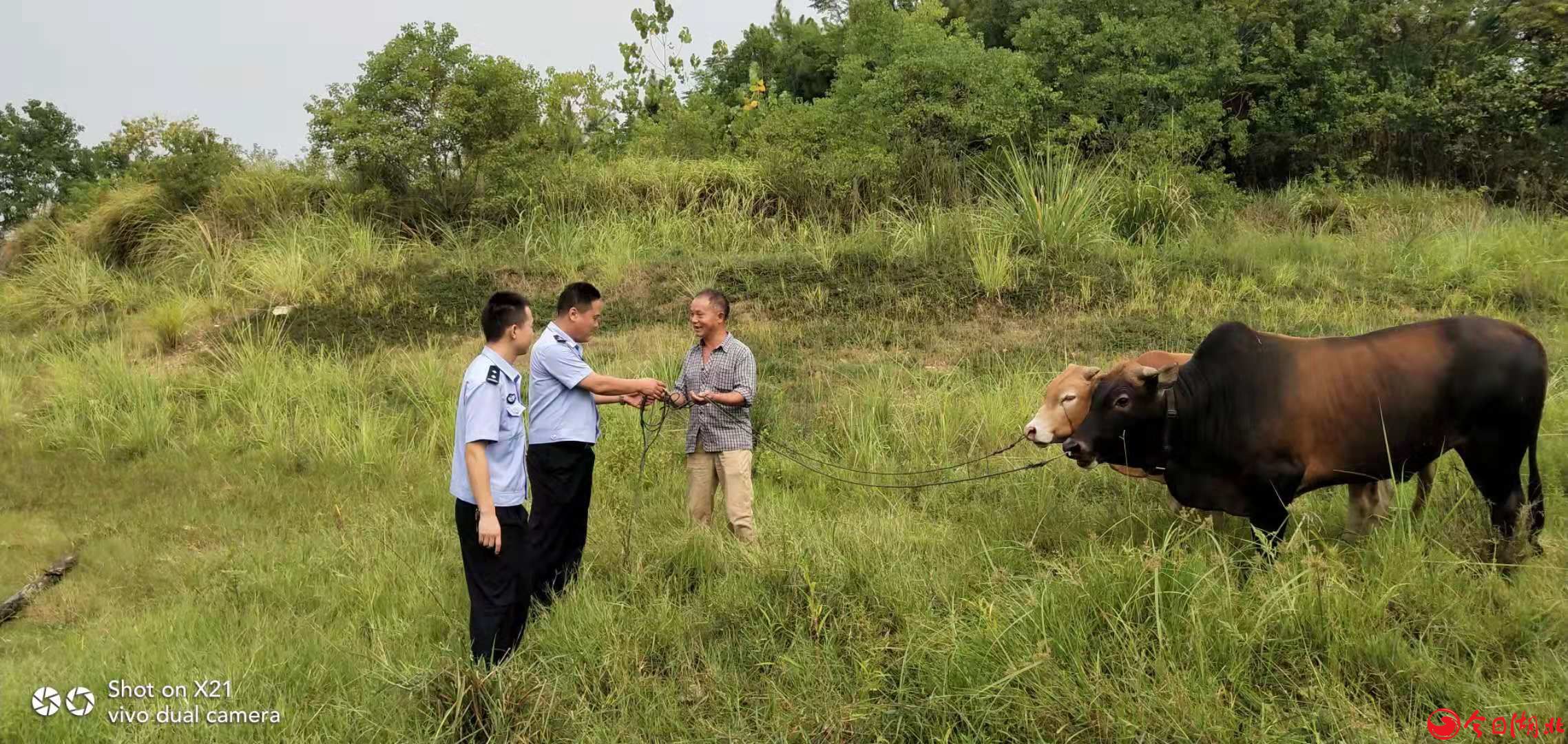 尋訪4天，團(tuán)風(fēng)民警幫老伯找回兩頭走失黃牛.jpg