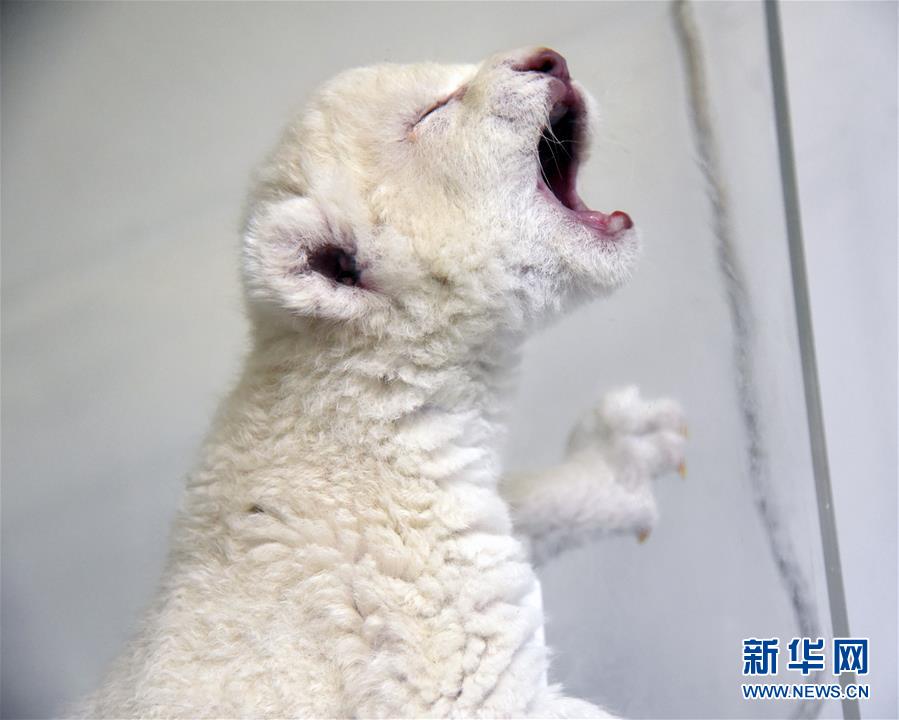 济南：“龙凤胎”白狮出生 珍稀又可爱.jpg