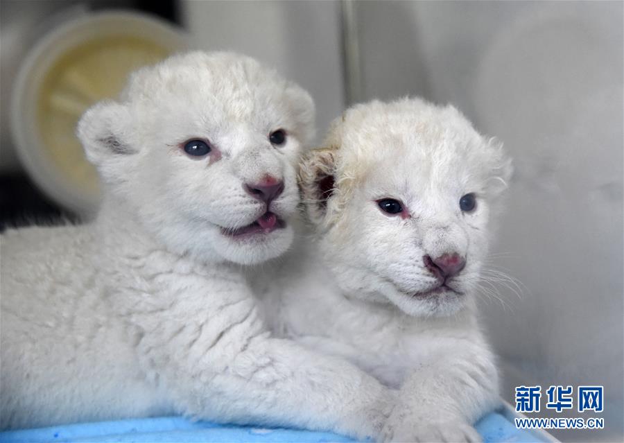 济南：“龙凤胎”白狮出生 珍稀又可爱2.jpg