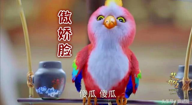 《楚喬傳》趙麗穎同款會說話的鳥？講真這些動物比摳圖小生演的好