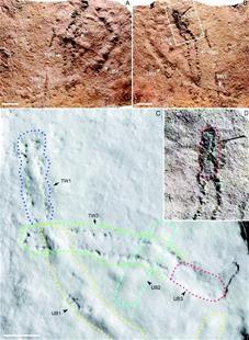 宜昌发现地球上最古老“脚印” 距今5.5亿年