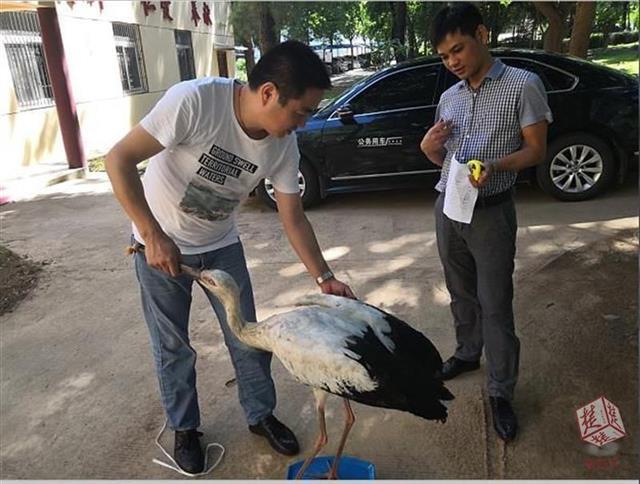 湖北出現一受傷大鳥 專家稱系保護動物東方白鸛