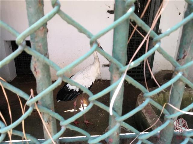 湖北出现一受伤大鸟 专家称系保护动物东方白鹳