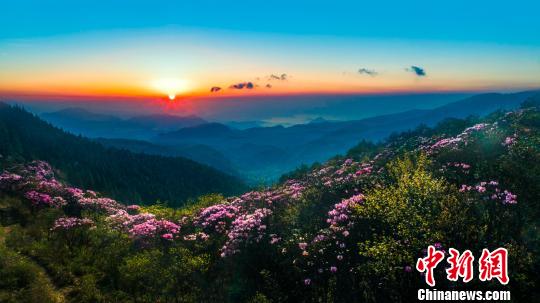 第十屆井岡山杜鵑花節(jié)開幕見證井岡山美麗蝶變