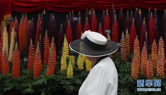 （國際）（2）來倫敦看切爾西花展