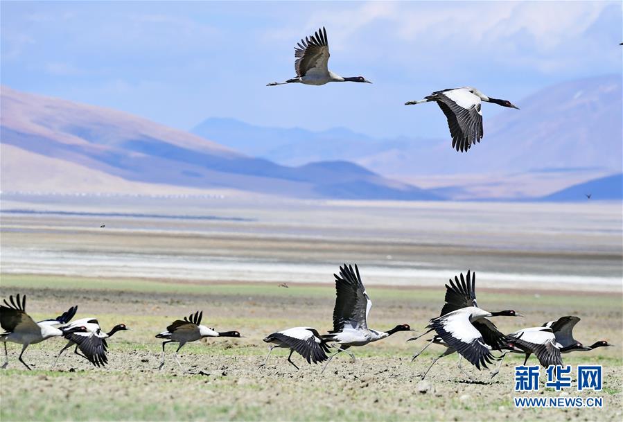 （环境）（10）西藏仍然是世界上生态环境最好的地区之一