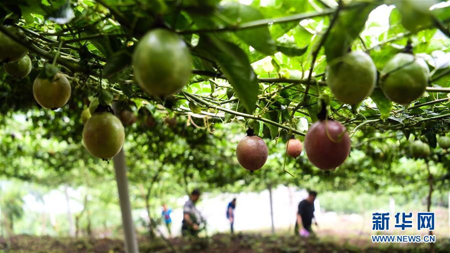 （社会）（1）广西隆林：“蕉果”种植助力库区移民脱贫