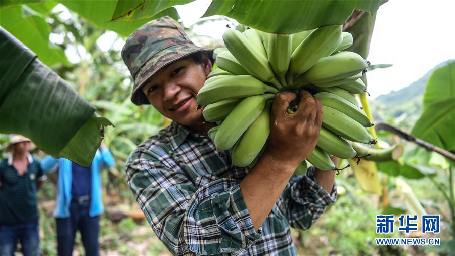 （社会）（2）广西隆林：“蕉果”种植助力库区移民脱贫