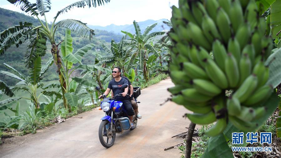 （社会）（3）广西隆林：“蕉果”种植助力库区移民脱贫