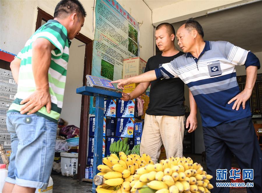 （社会）（5）广西隆林：“蕉果”种植助力库区移民脱贫