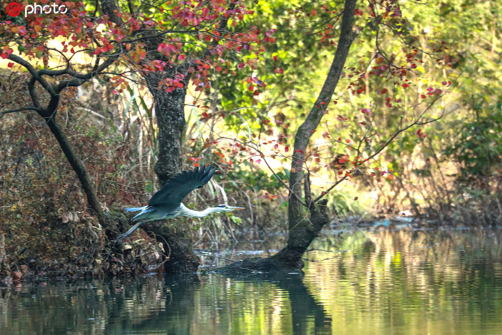 三峽庫區(qū)成珍稀鳥類棲息地 各種鳥自由飛舞