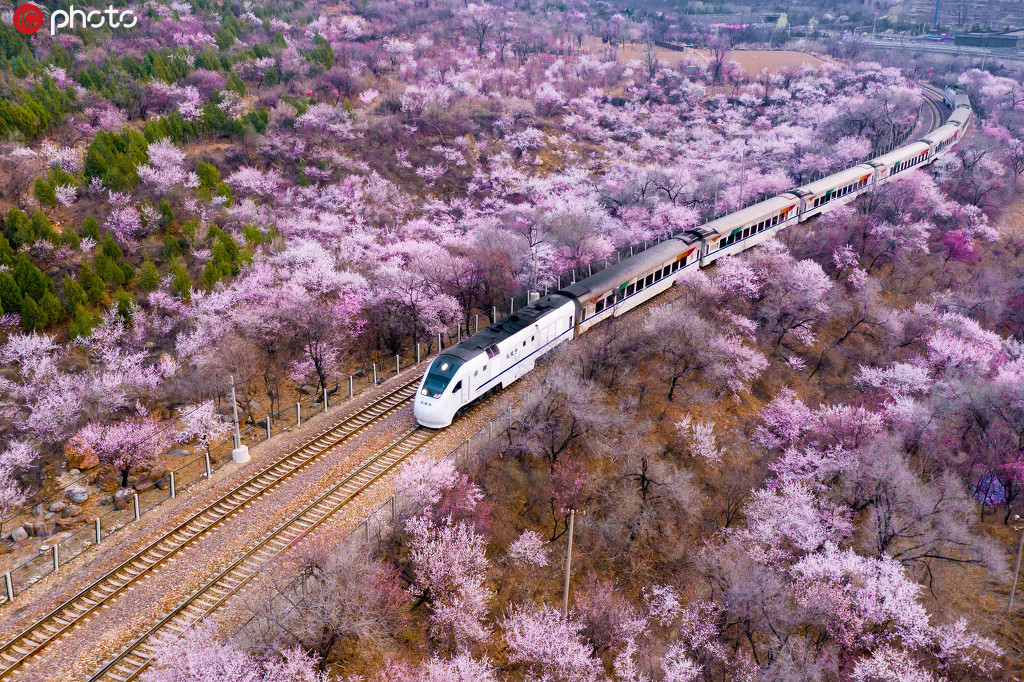 這輛開往春天的列車 穿過漫天花海，一路繁花相隨！