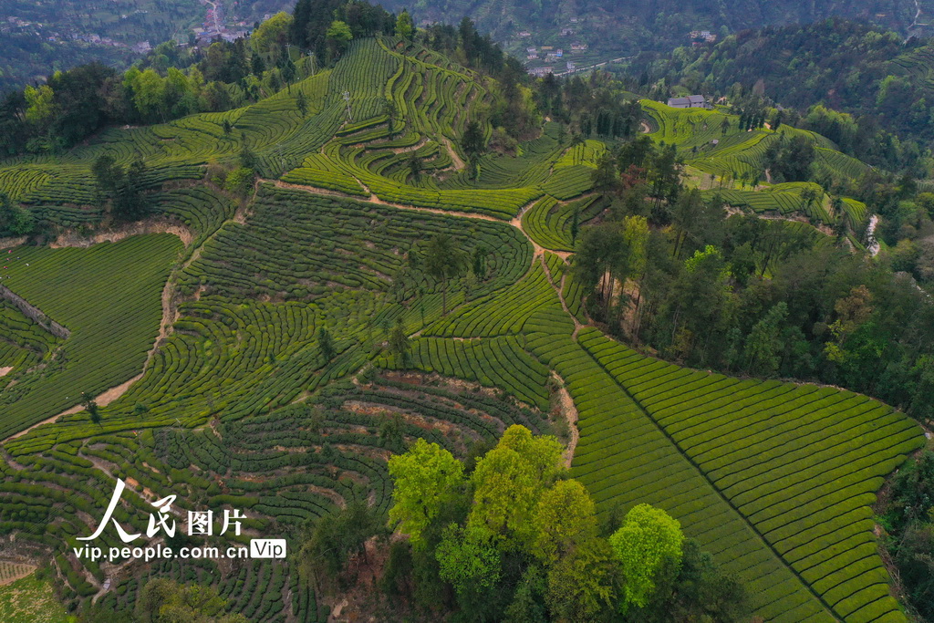 湖北宜昌茶山風(fēng)景如詩畫