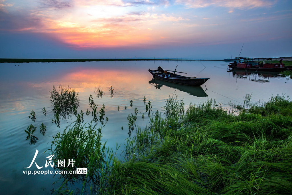 江西鄱陽(yáng)湖：大美濕地 春光旖旎