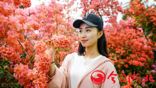疫后踏春好去處，英山四季花海千萬文旅消費券免費發放