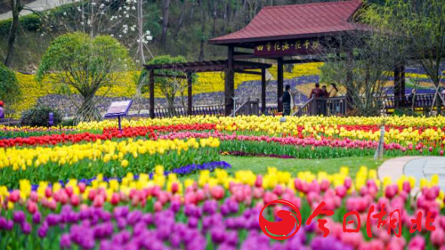 疫后踏春好去處，英山四季花海千萬文旅消費券免費發放