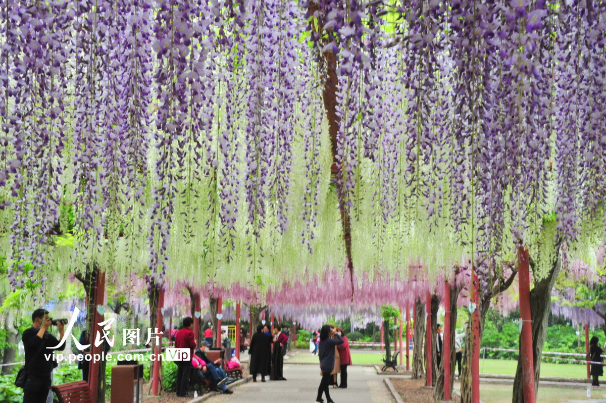 上海：嘉定紫藤園進(jìn)入最佳觀賞期