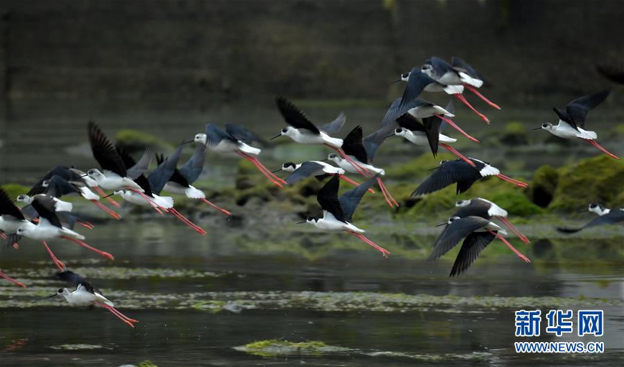 #（环境）（1）湖北恩施：近百只黑翅长脚鹬现身湿地公园